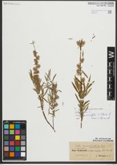 Foto von Salix repens subsp. rosmarinifolia (L.) Andersson